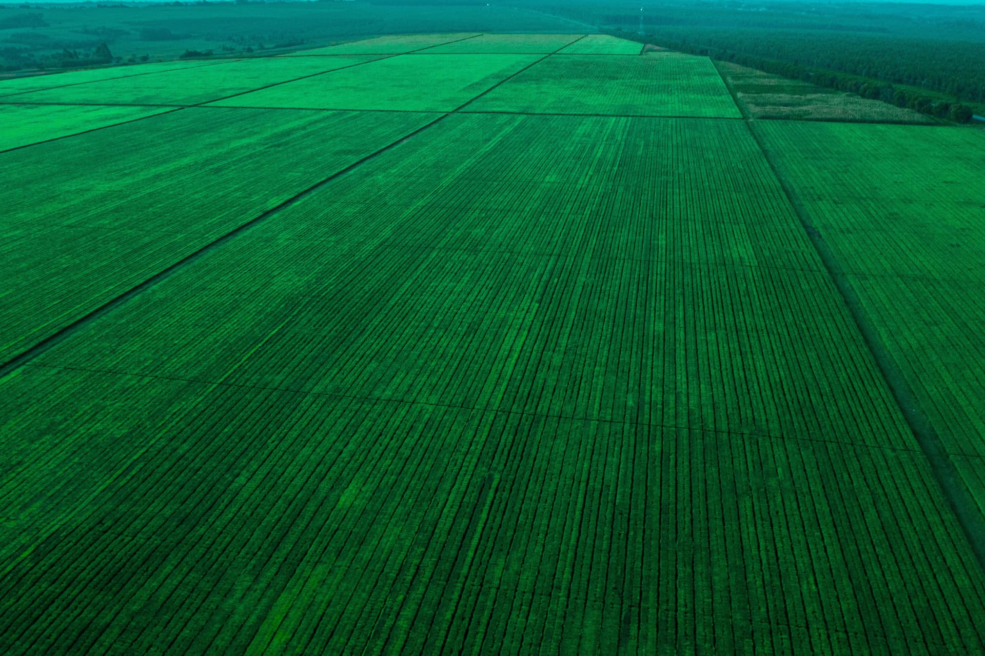 Lavoura cultivada no Oeste da Bahia